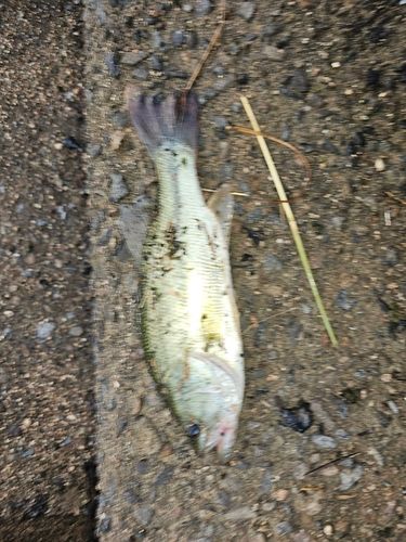 ブラックバスの釣果