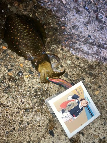 アオリイカの釣果