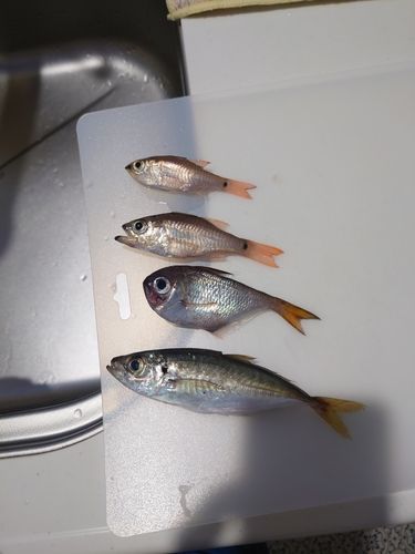 アジの釣果
