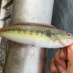 キュウセン