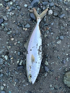 ワカシの釣果