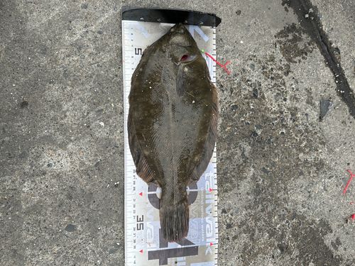 クロガシラガレイの釣果