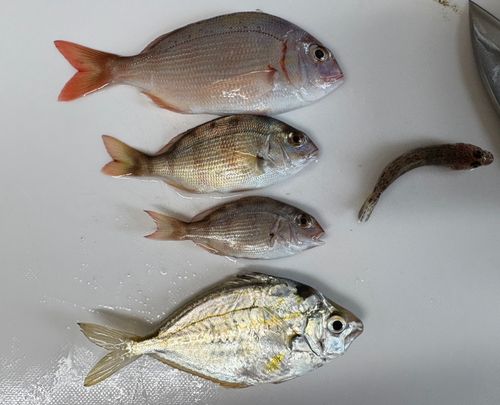 ハゼの釣果