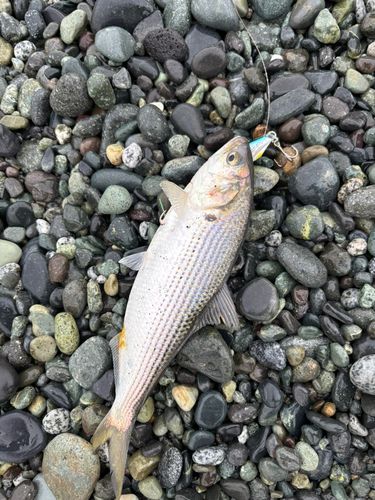 コノシロの釣果