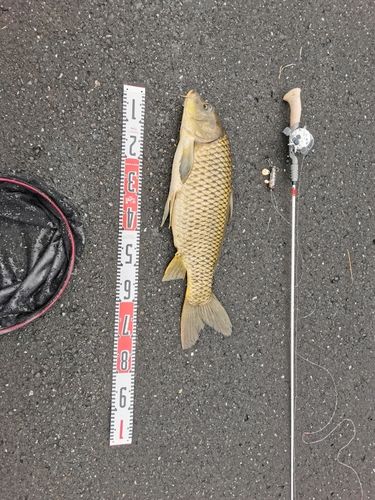コイの釣果