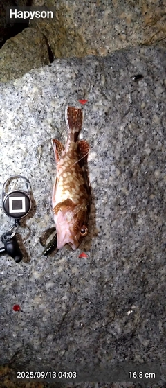 カサゴの釣果