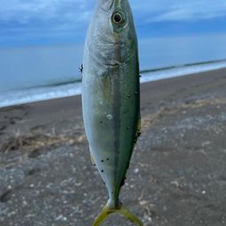 ワカシ