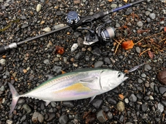 ソウダガツオの釣果