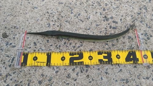 ダツの釣果