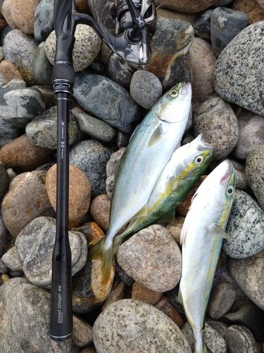 ツバイソの釣果