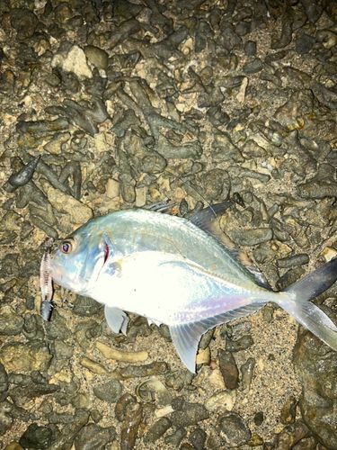 メッキの釣果