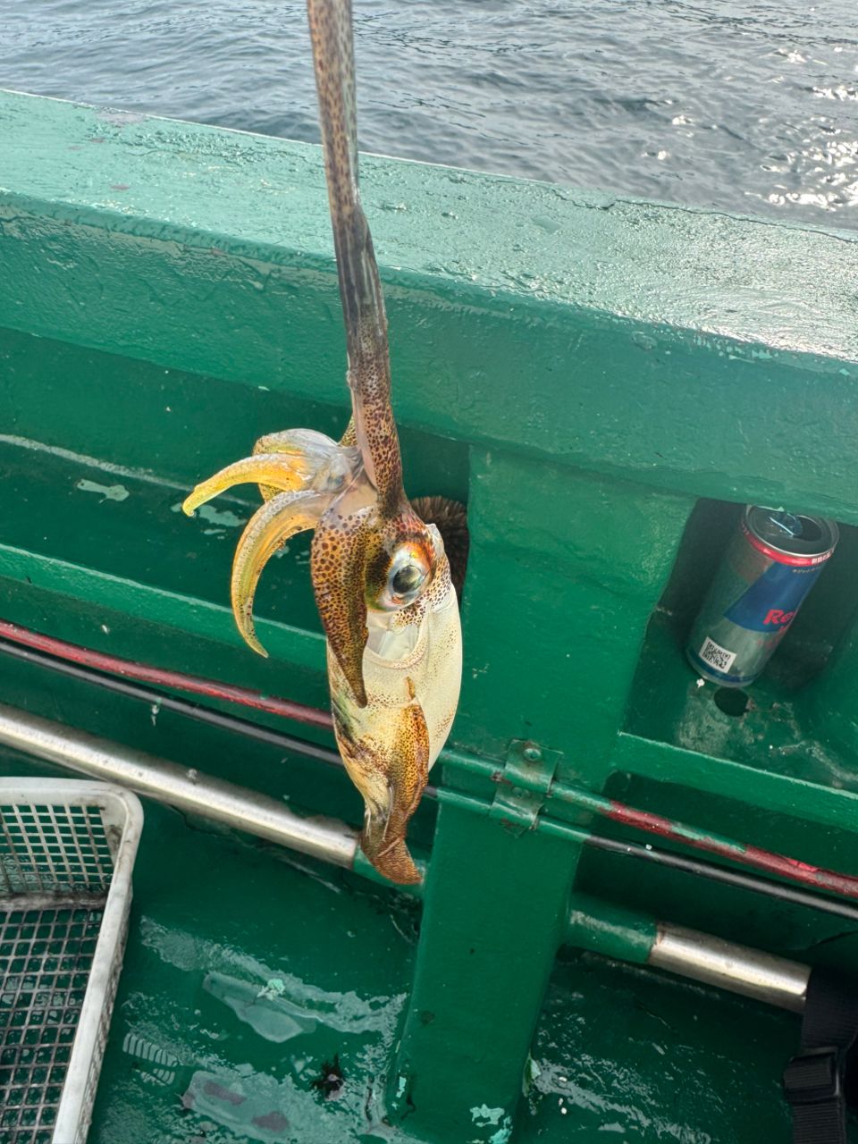 えびみそおじさんさんの釣果 2枚目の画像