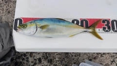 ワカシの釣果