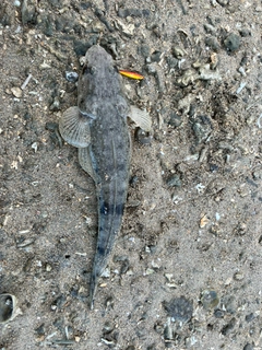 ミナミマゴチの釣果