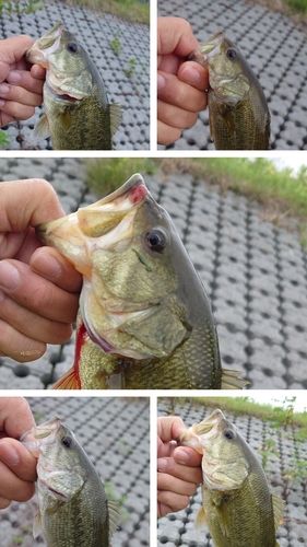 ブラックバスの釣果