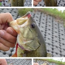 ブラックバス