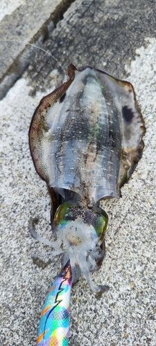 亀浦観光港