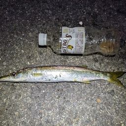 カマス