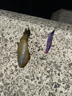 イカの釣果