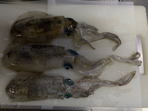 アオリイカの釣果