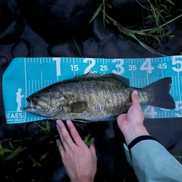 スモールマウスバス