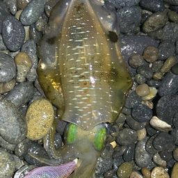 アオリイカ