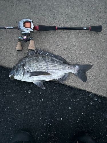 チヌの釣果