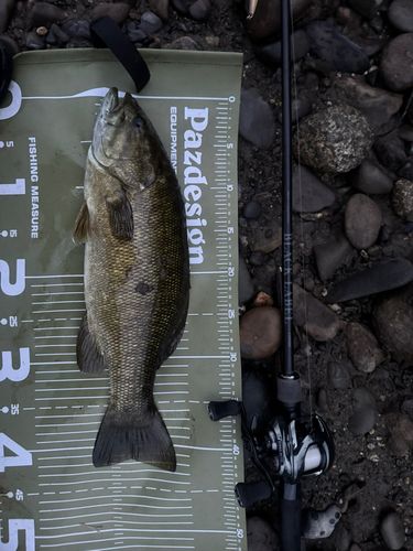 スモールマウスバスの釣果