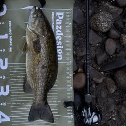 スモールマウスバス