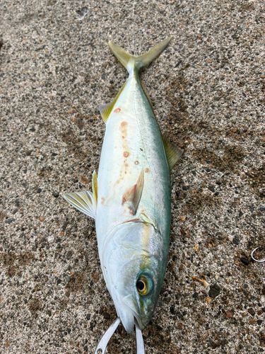 有磯海