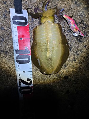 アオリイカの釣果