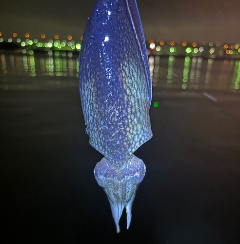 根岸湾