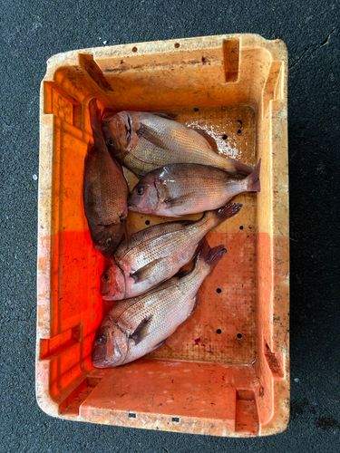 タイの釣果