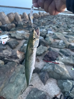 サゴシの釣果