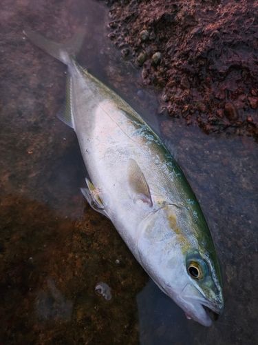 ワカシの釣果
