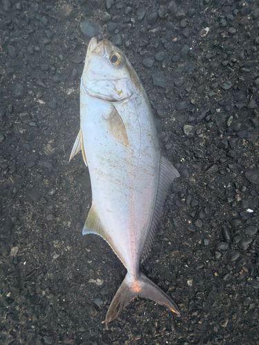 ショゴの釣果