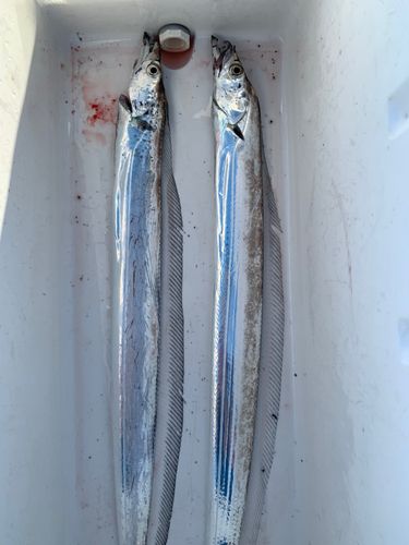 タチウオの釣果