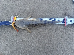 マゴチの釣果