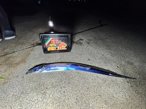 タチウオの釣果
