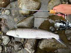イトウの釣果