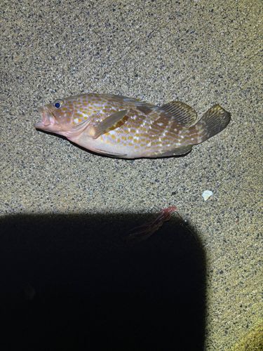 アコウの釣果
