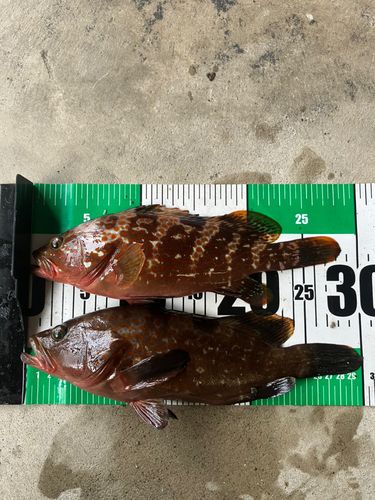 キジハタの釣果