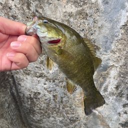 スモールマウスバス