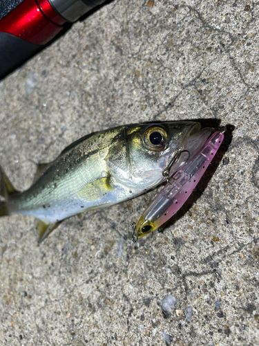 セイゴ（マルスズキ）の釣果