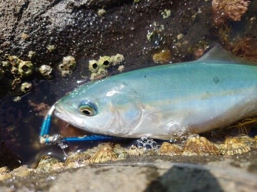 フクラギの釣果