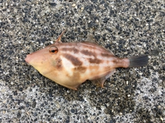 カワハギの釣果