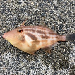カワハギ