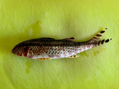 ヨメヒメジの釣果