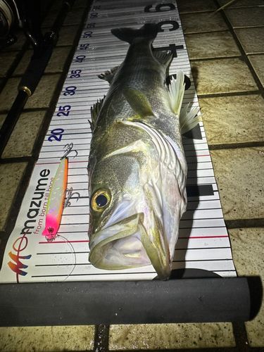 シーバスの釣果