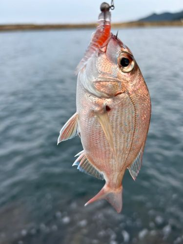 チャリコの釣果